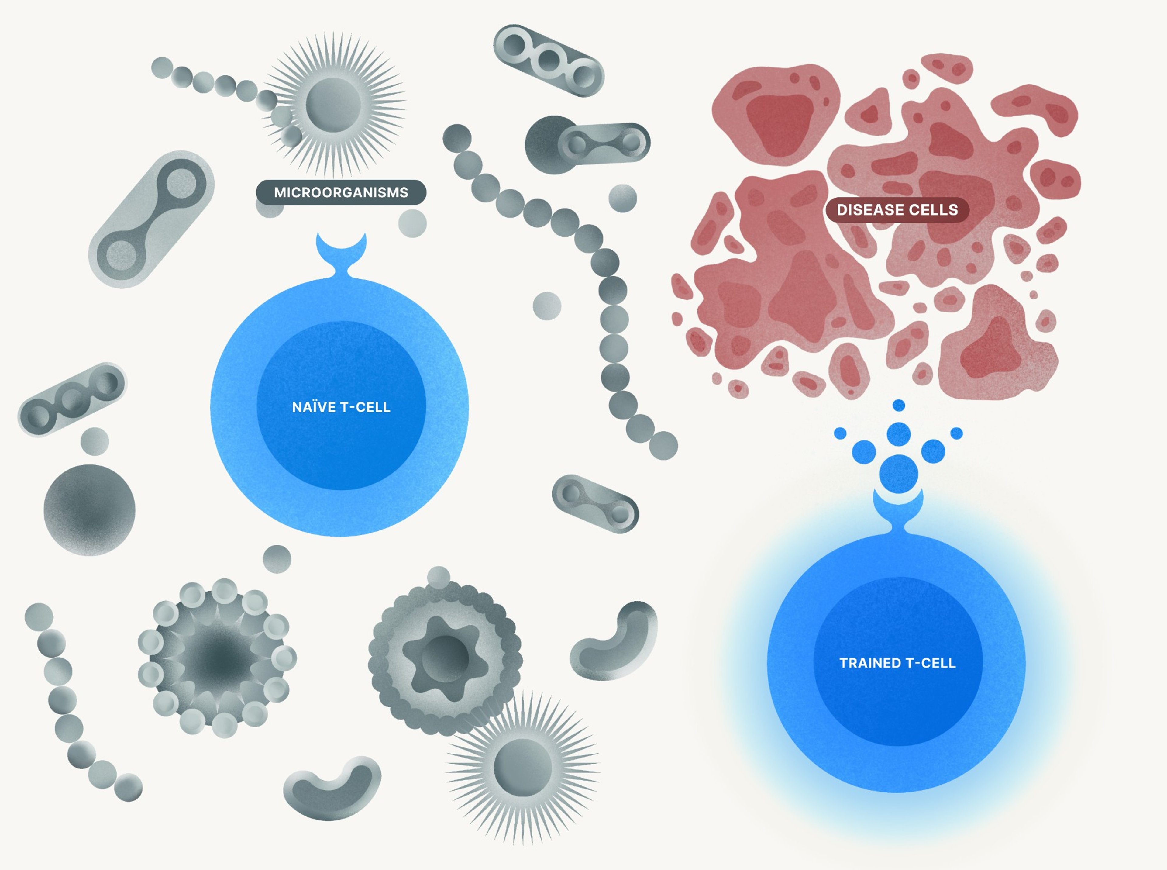 Diagram showing microorganisms training a naïve T-cell into a trained T-cell that targets disease cells